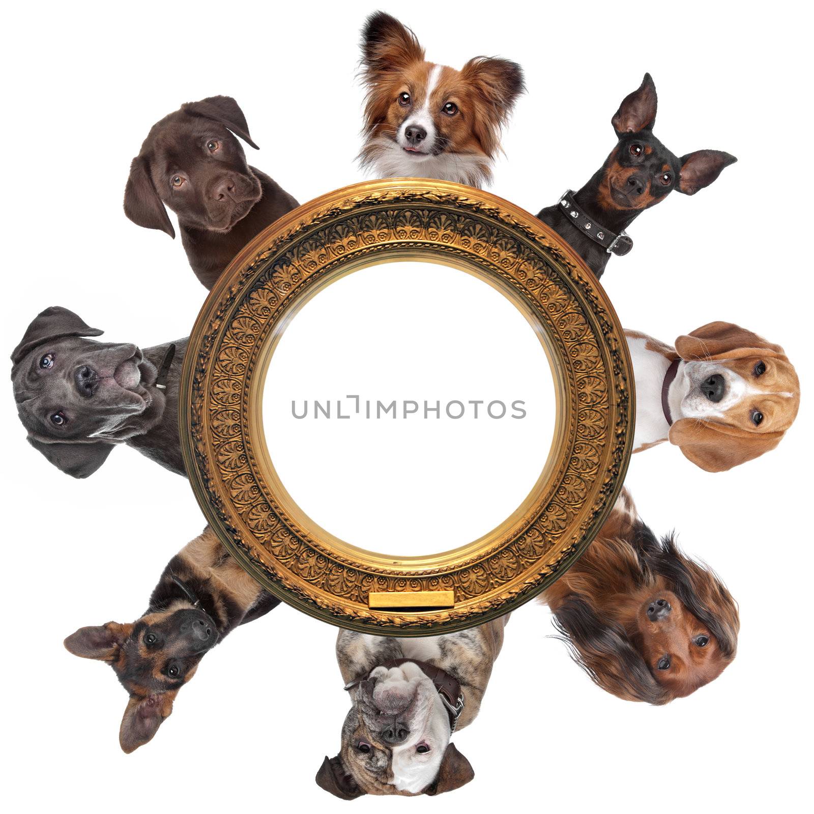 a group of dog portraits around a round golden picture frame by eriklam