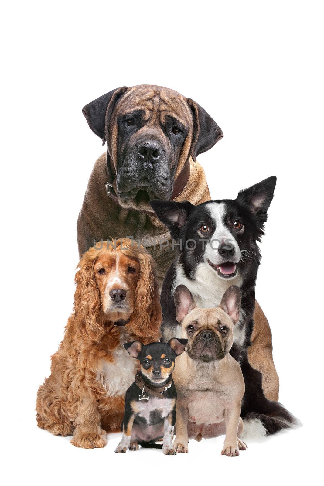 Five dogs in front of a white background