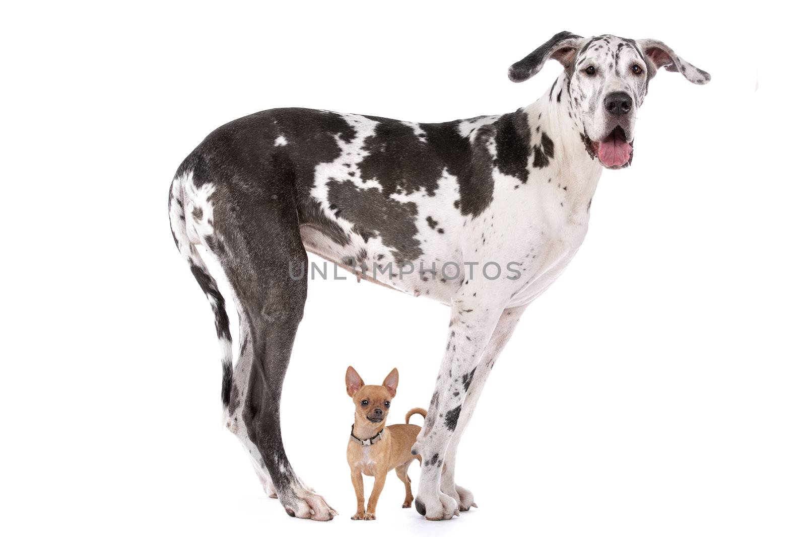 Great Dane HARLEQUIN and a chihuahua by eriklam