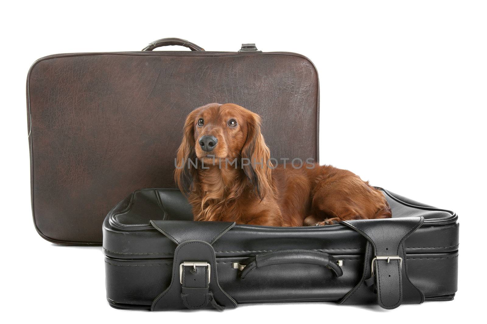 Dog on suitcase by eriklam