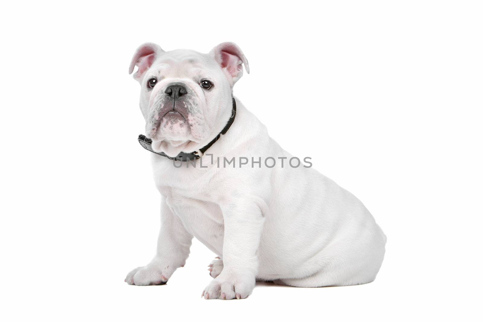 White English bulldog puppy in front of a white background