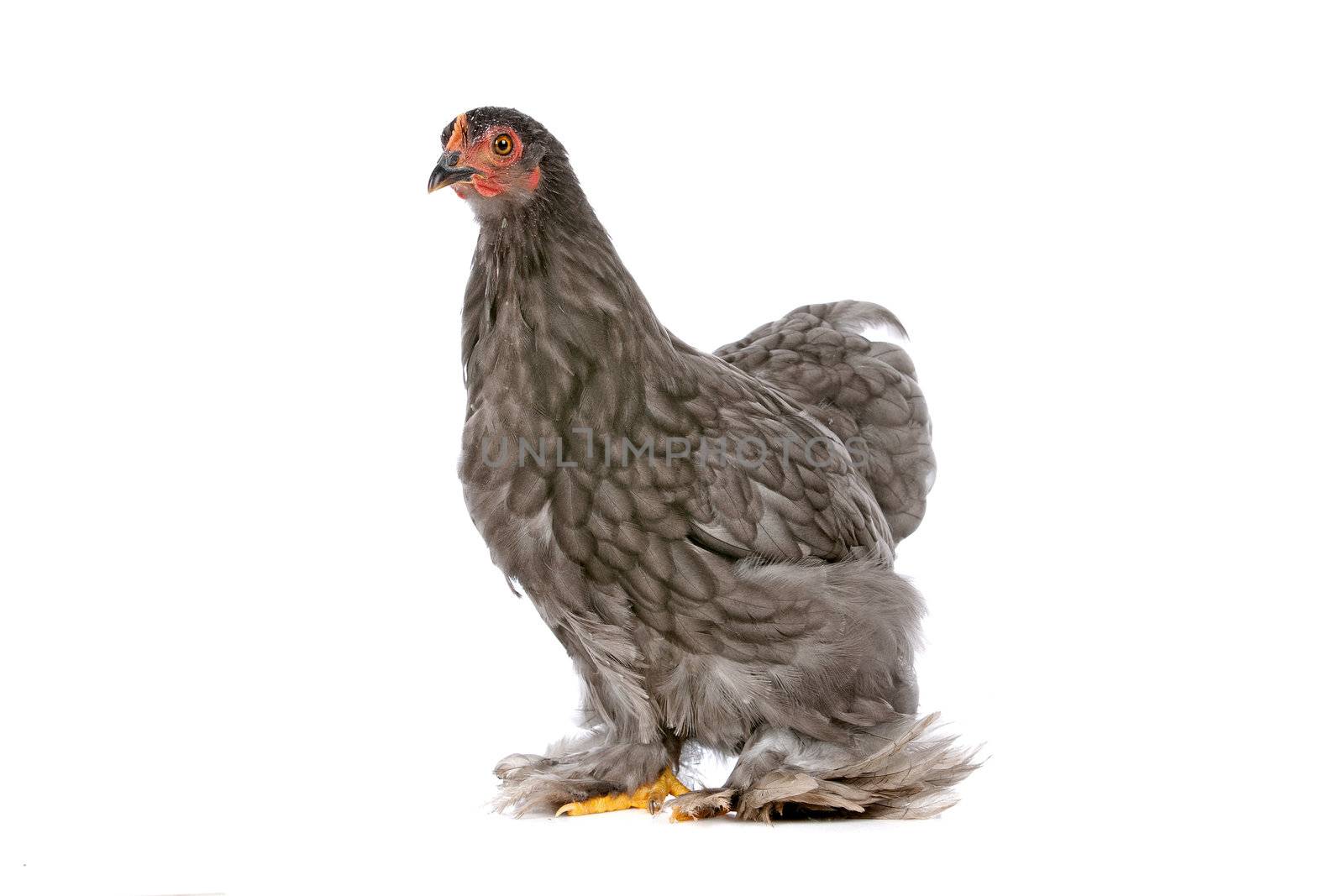 Chicken by eriklam