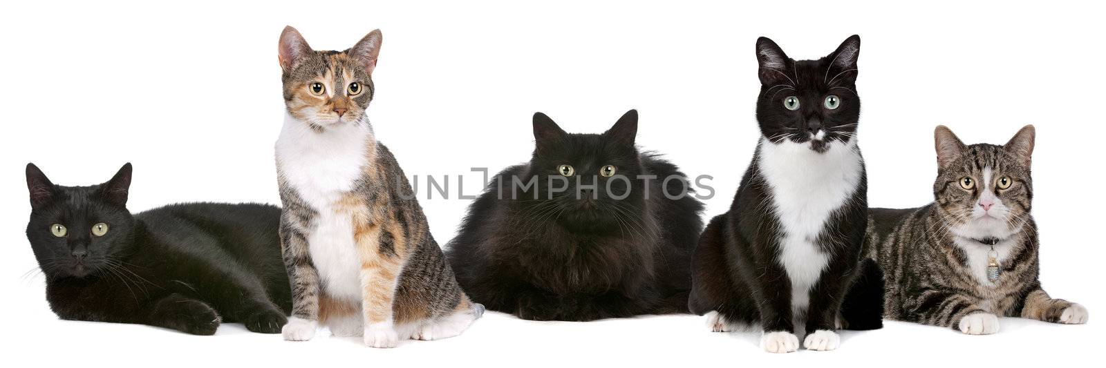 Group of cats in front of a white background