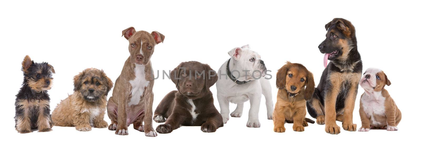 large group of puppies on a white background.from left to right, Yorkshire terrier,mixed breed boomer, pitbull terrier,chocolate labrador,French bulldog, dachshund,German shepherd and an English bulldog