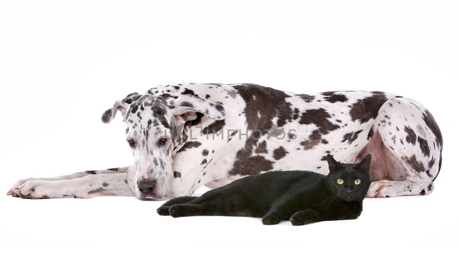 Great Dane and a black cat by eriklam