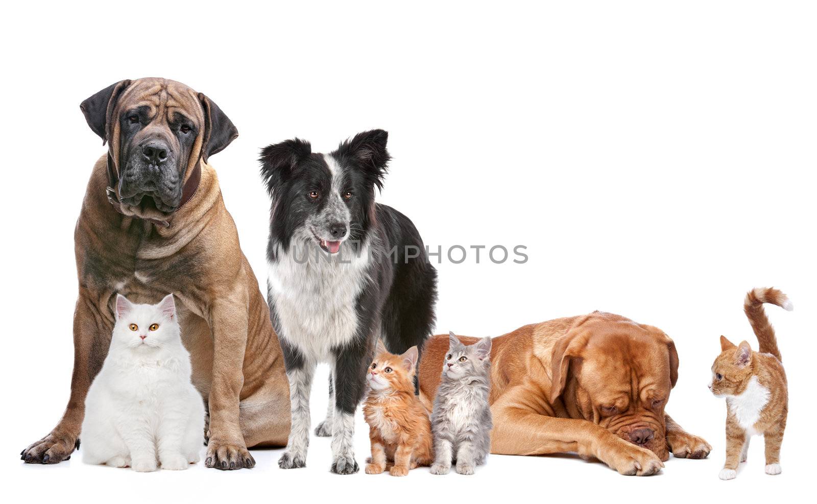 Group of Cats and Dogs in front of a white background