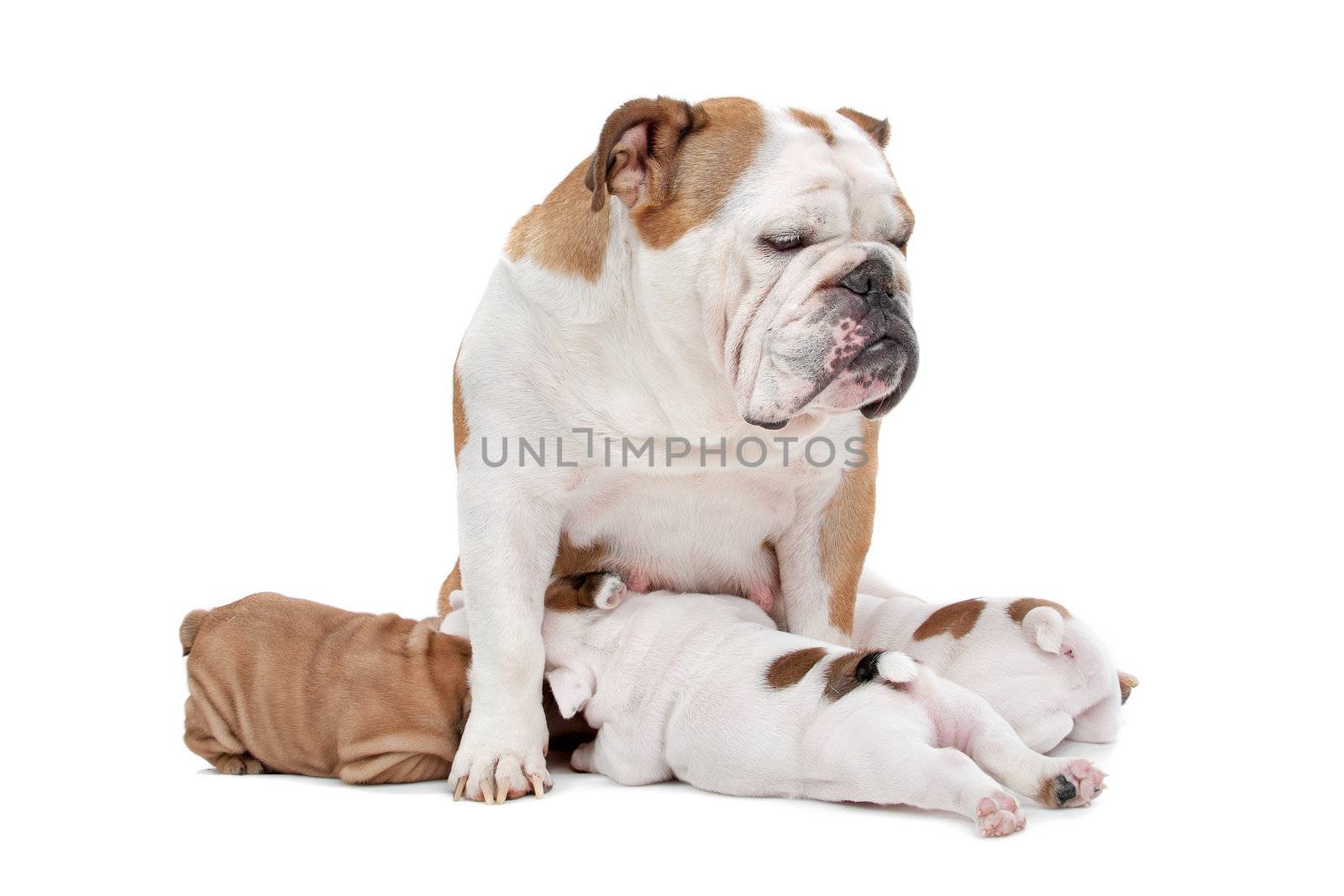 puppies drinking milk from mother dog in front of a white background