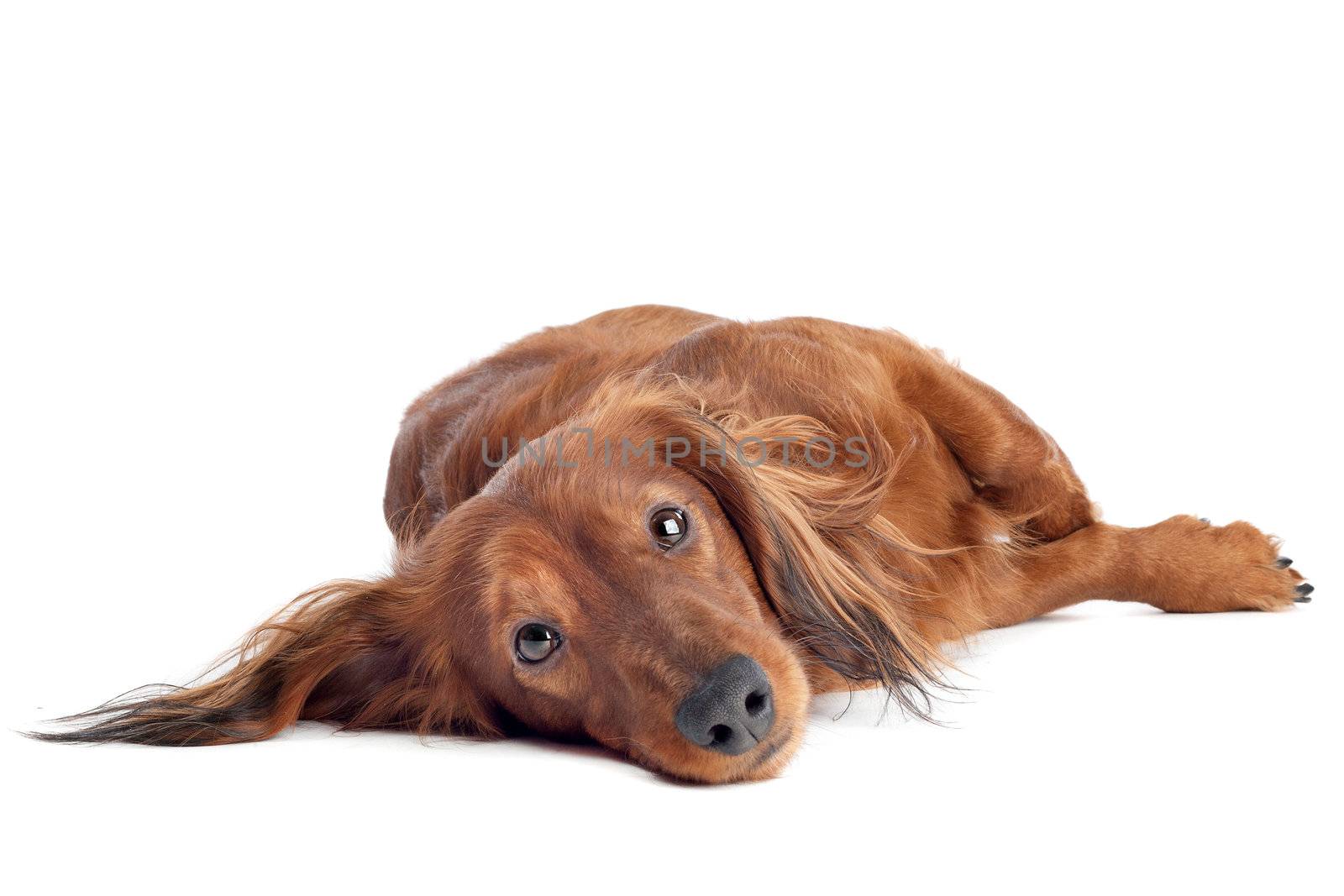 Dachshund lying on ground in front of a white background