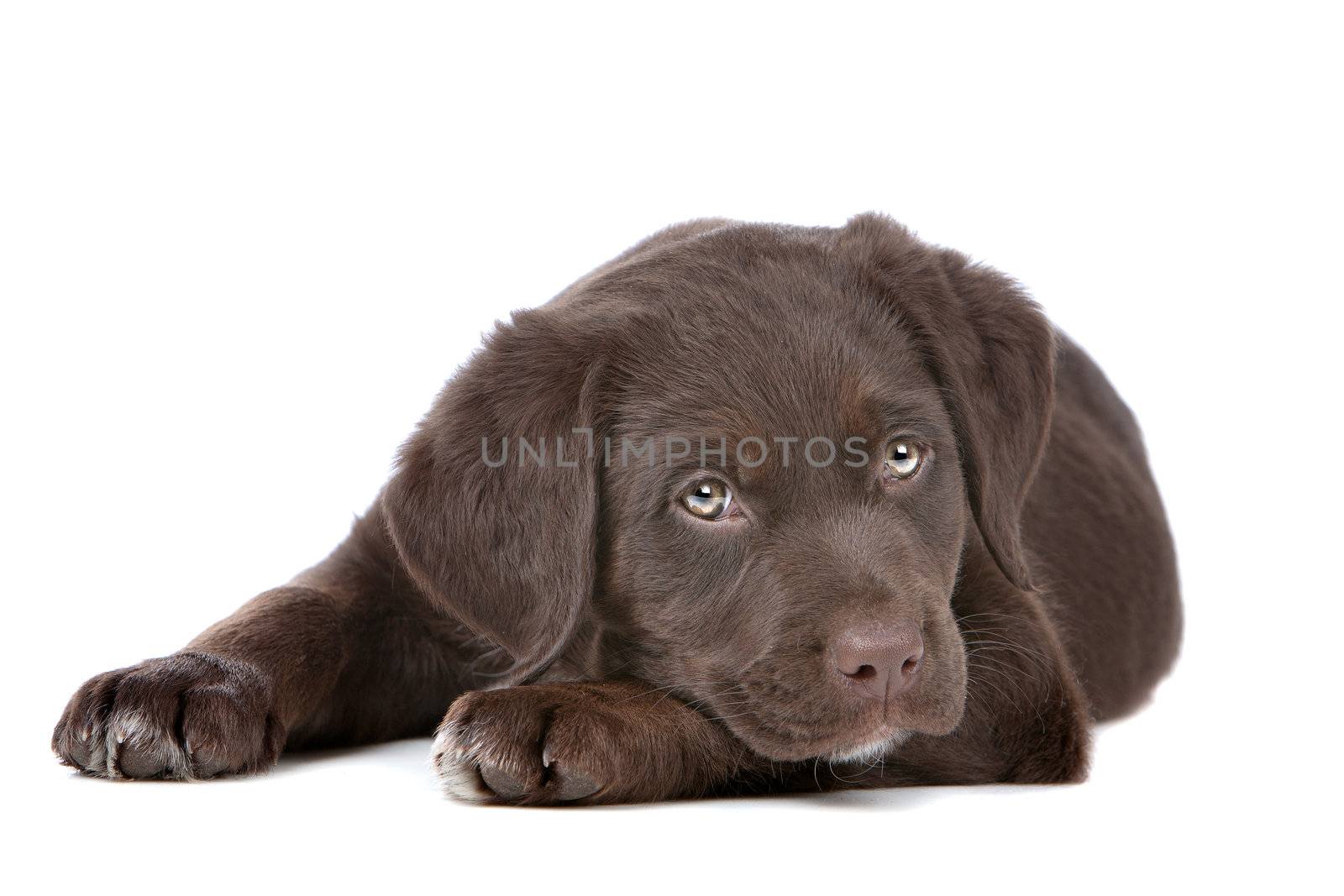 chocolate Labrador puppy in front of a white background