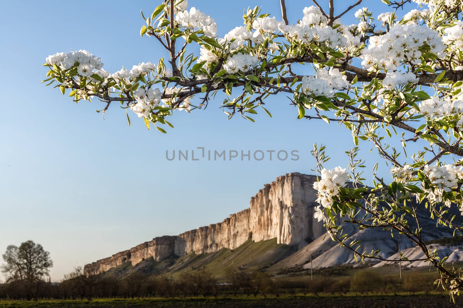 Branch of the cherry blossoms against the white cliffs