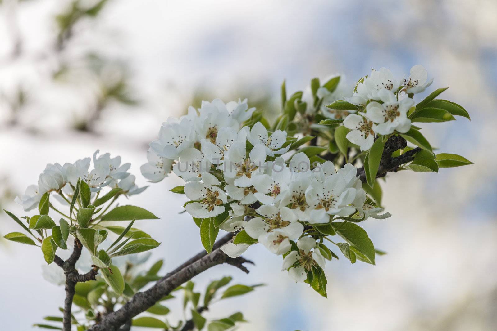 A branch of cherry blossoms against the sky