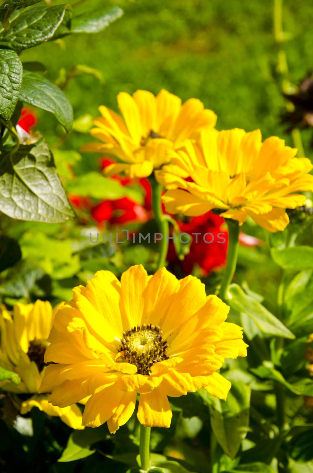 Flowers yellow blooms. Summer garden beautiful details backdrop background closeup.