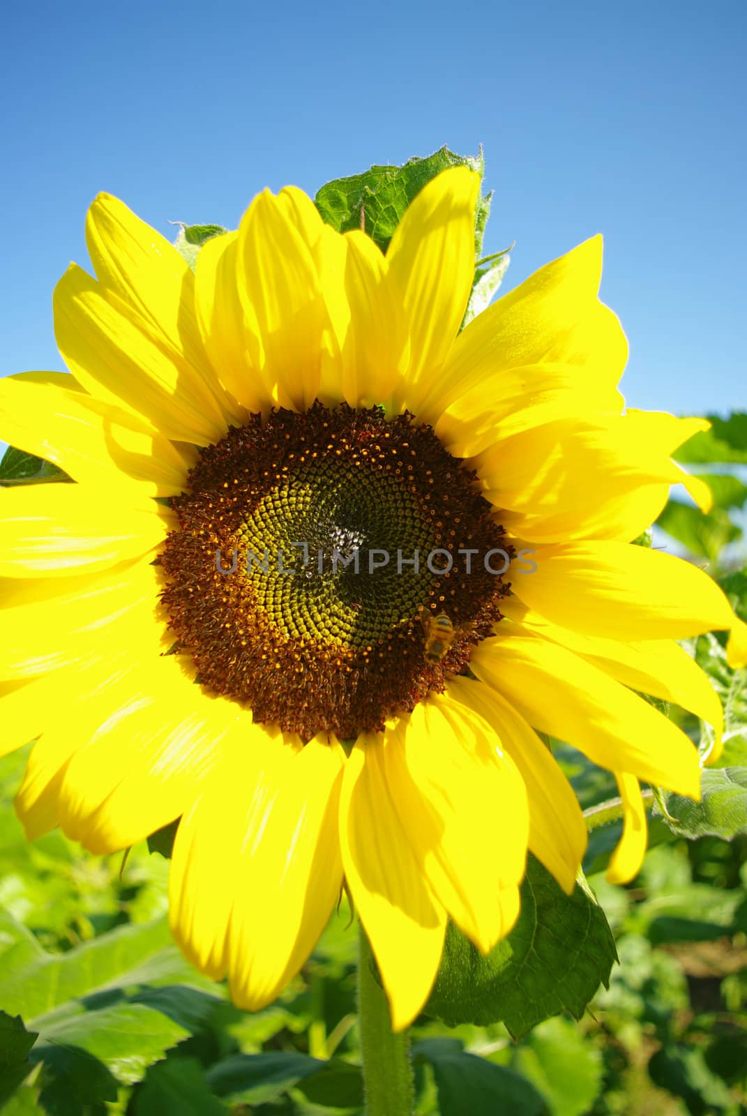 Sunflower in the farm  by pixbox77