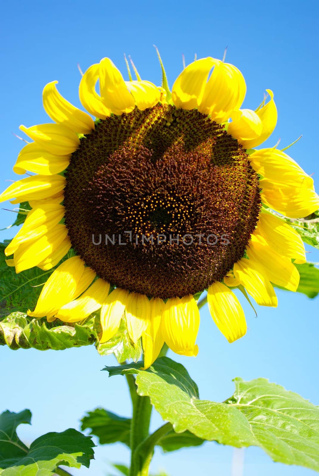 Sunflower in the farm with bees, Close up