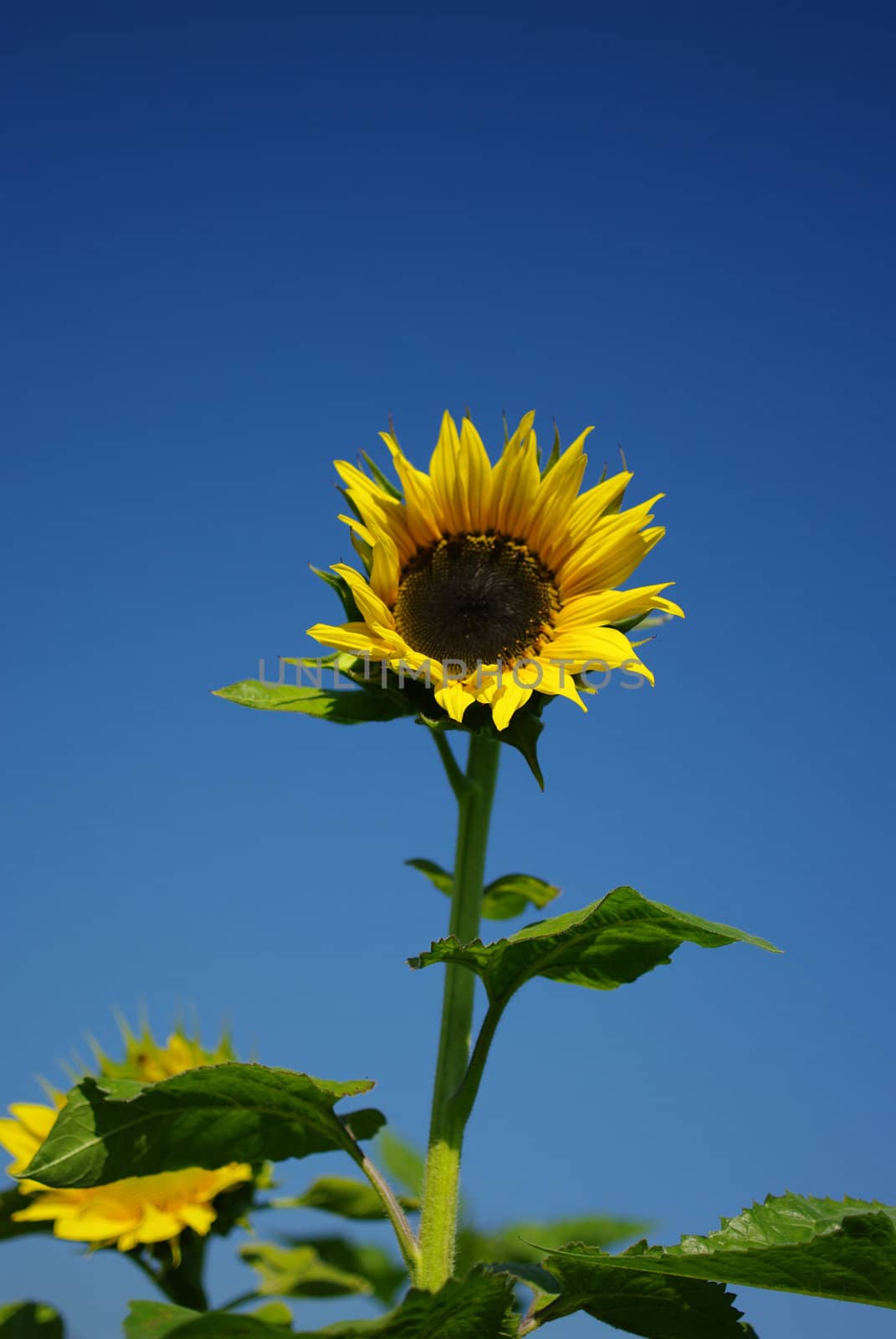 Sunflower in the farm with blue sky, Thailand