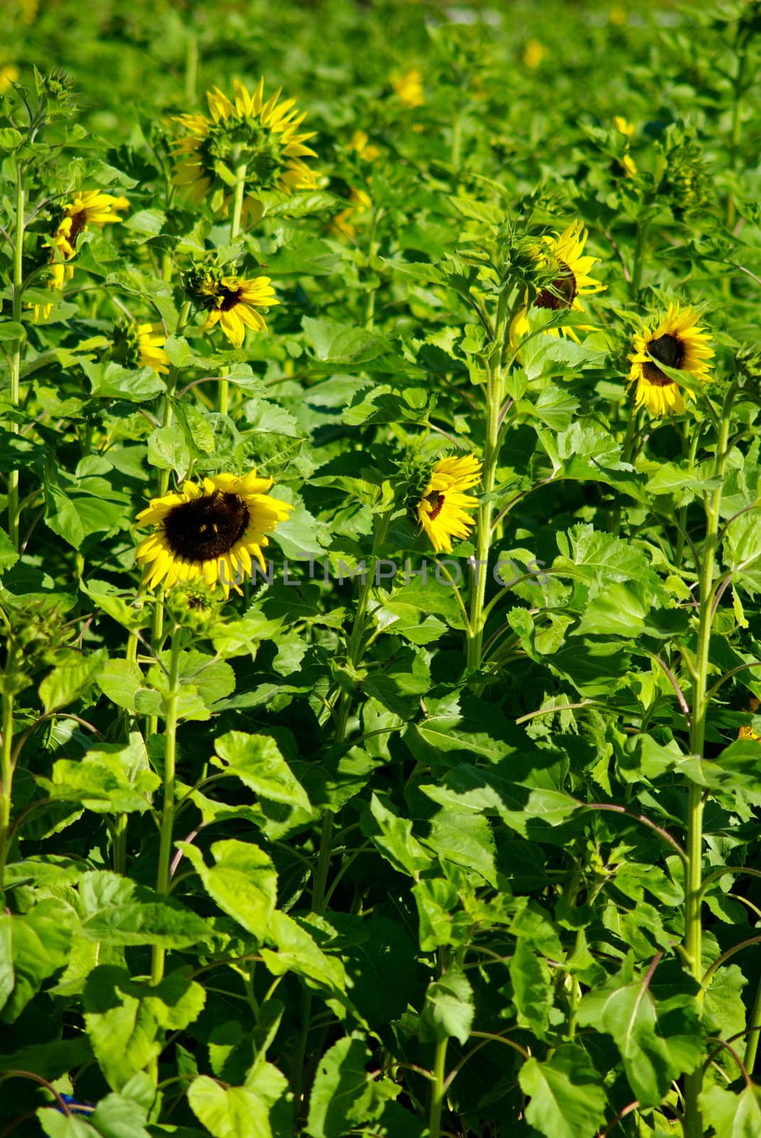 Sunflower farm background, Chiang Mai, Thailand