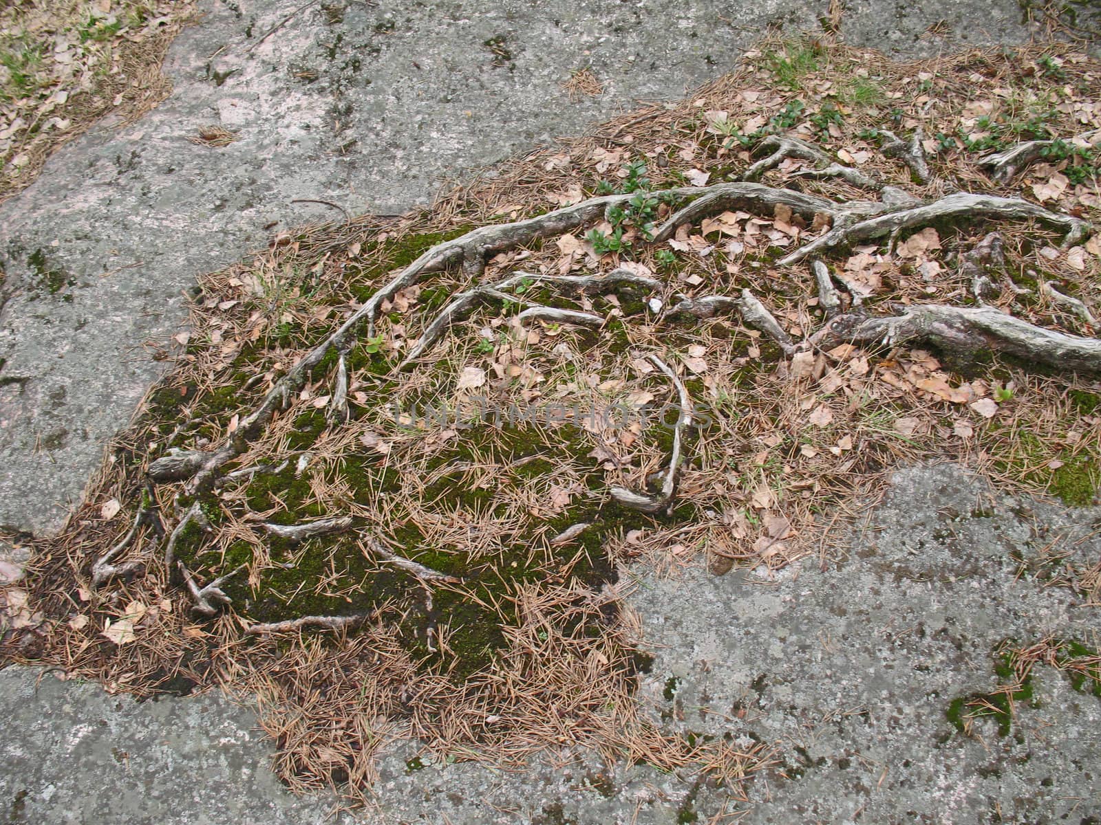 Roots of an old tree, grown around and over rocks