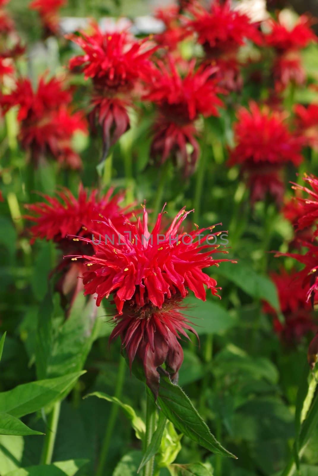Flowering bee balm plants, also called as Monarda by Vitamin