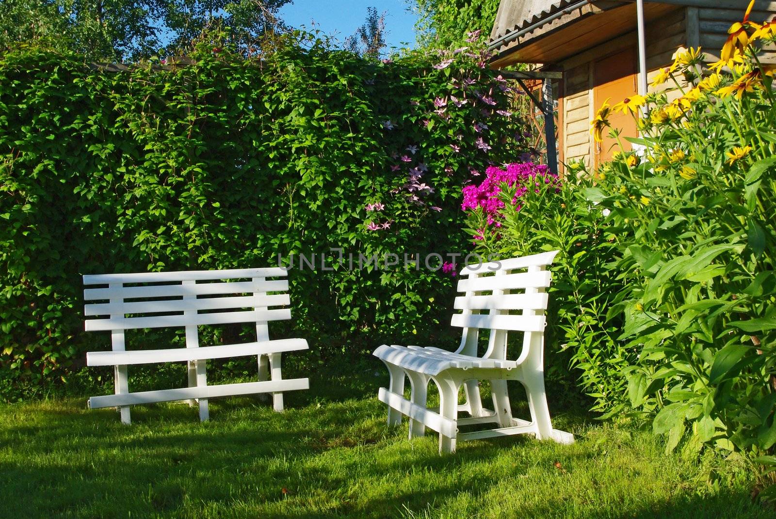 White benches in a secluded corner of lush green garden