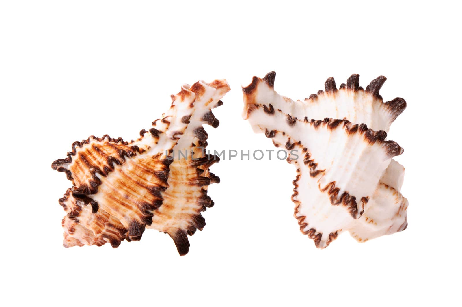 Two Seashell on white background isolated
