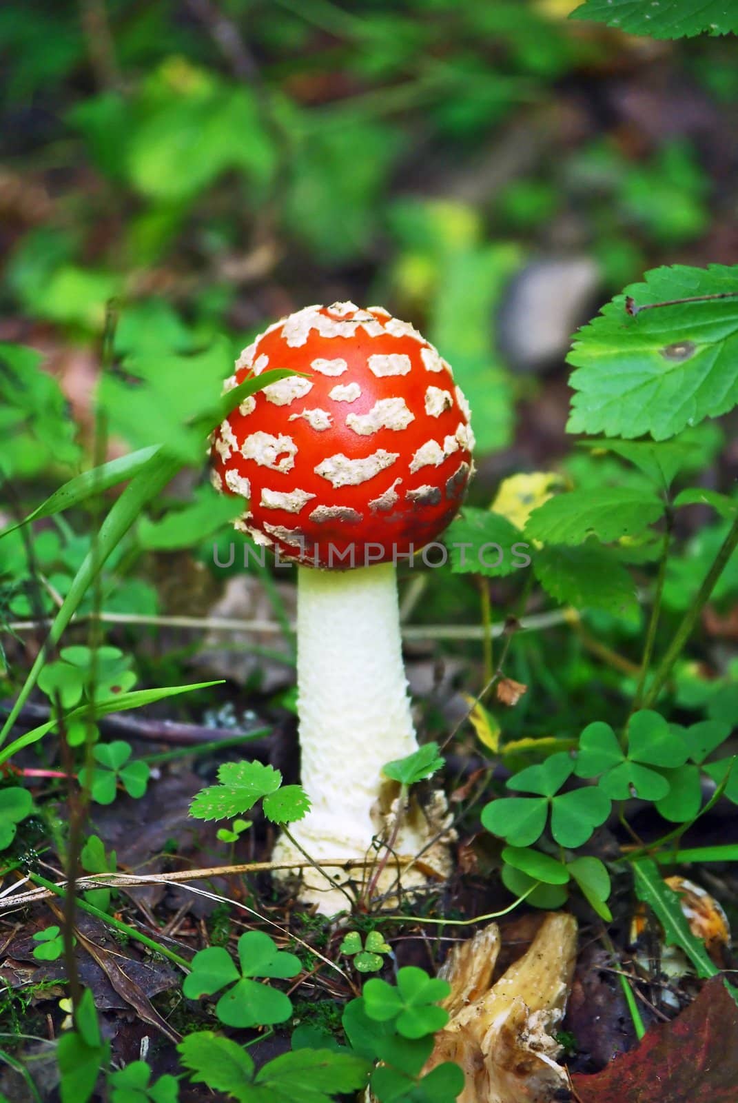 Fly Agaric red mushroom by Vitamin