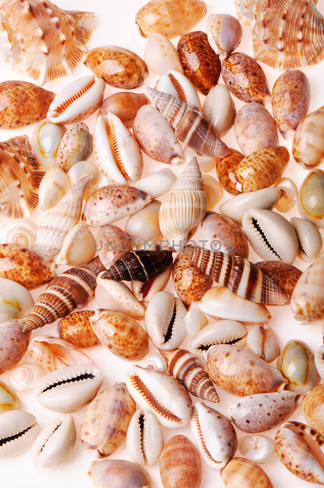 Seashell textures by Draw05