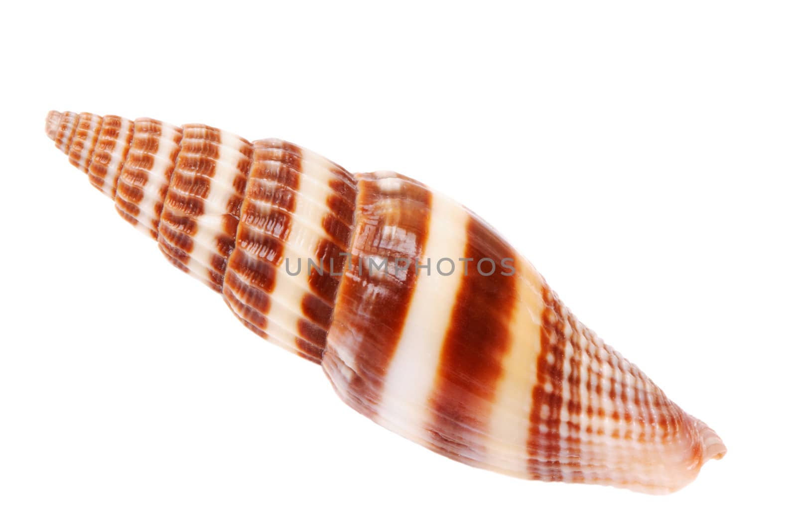 Brown and white seashell isolated on white background
