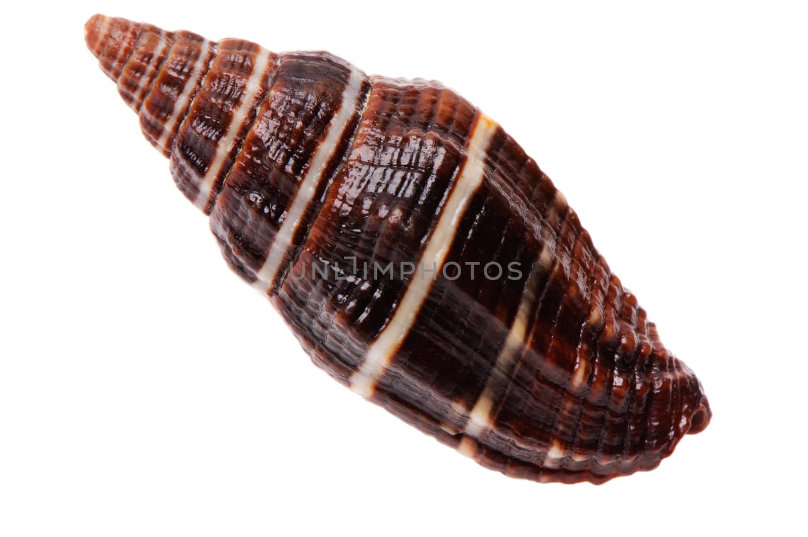 Brown seashell by Draw05