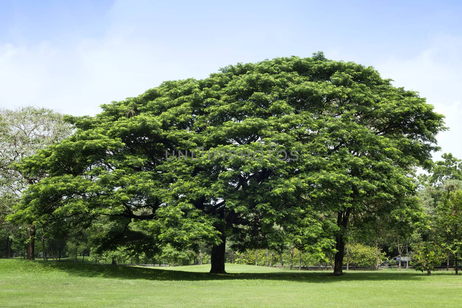 Tree in green park
