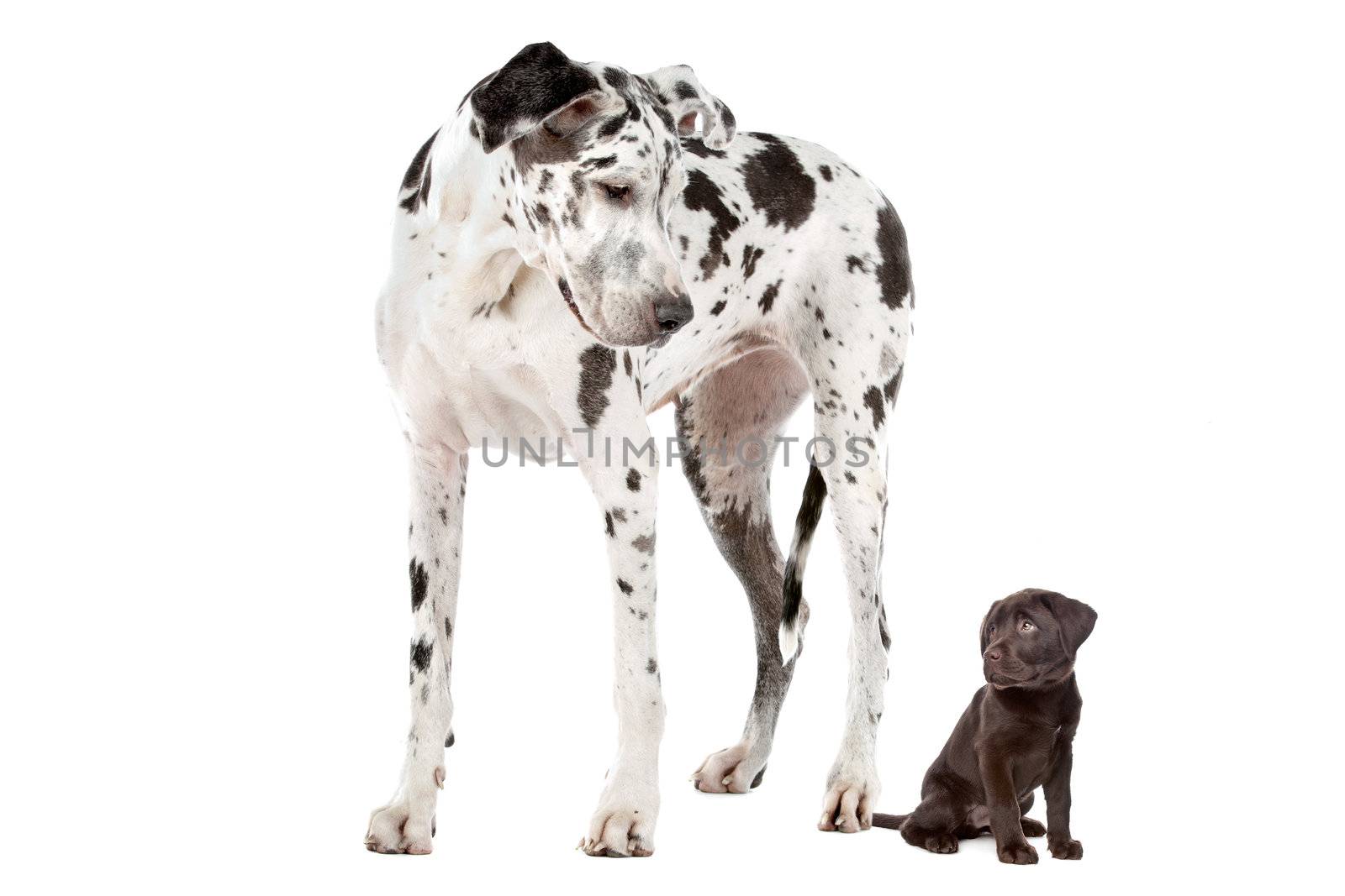 A Great Dane harlequin and a chocolate Labrador puppy in front of a white background