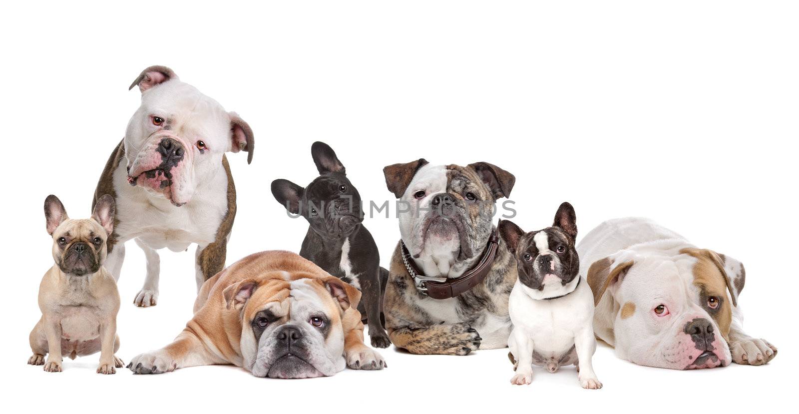 The Bulldog Family.American Bulldog,English Bulldog and French Bulldog