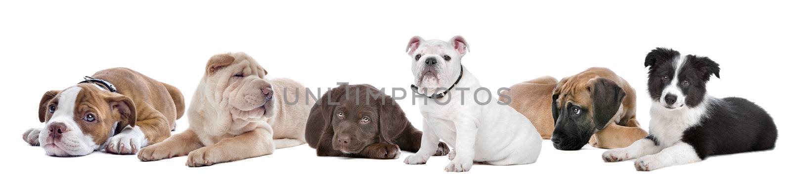 large group of puppies on a white background.from left to right,Bulldog,shar-pei,chocolate Labrador,English Bulldog,great dane,border,collie