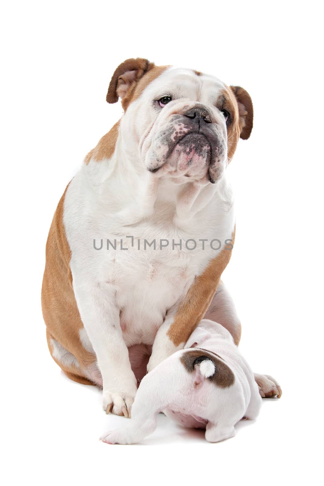 puppies drinking milk from mother dog in front of a white background