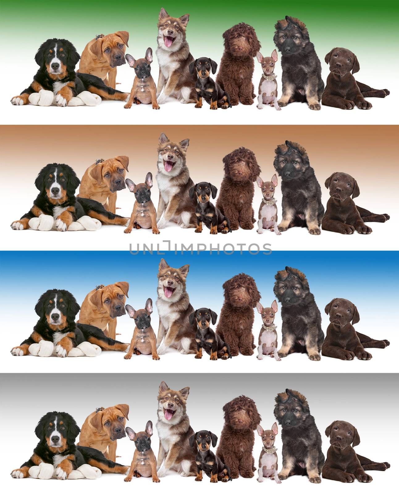 Large group of puppies in front of diverse gradient backgrounds