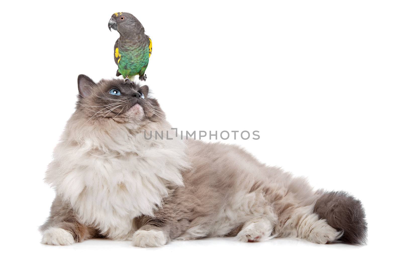 A parrot sitting on a cats head in front of a white background