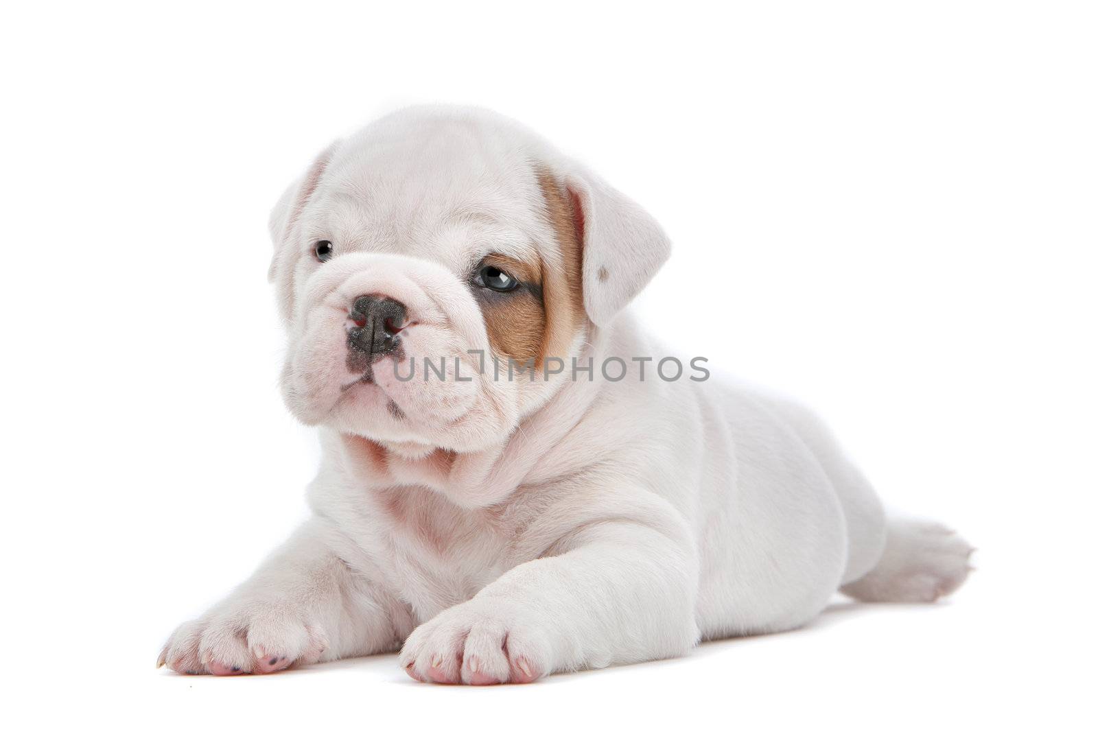 English Bulldog puppy in front of a white background