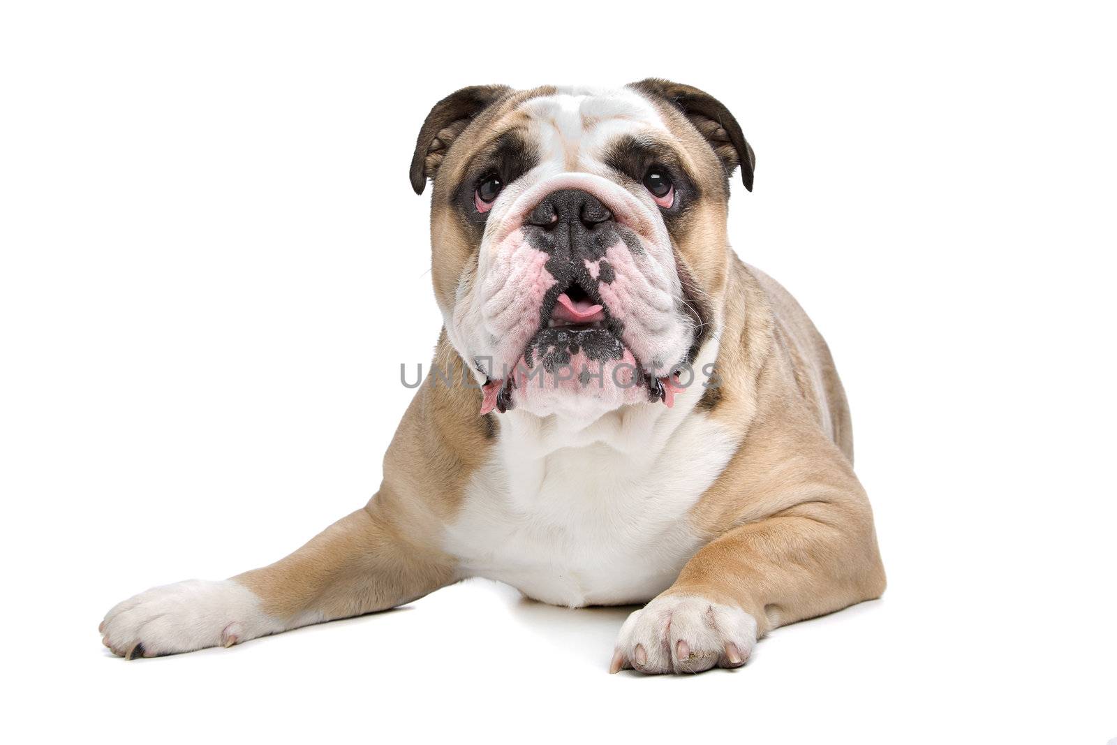 English Bulldog in front of a white background
