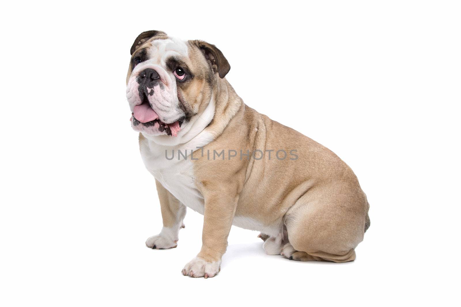 English Bulldog in front of a white background