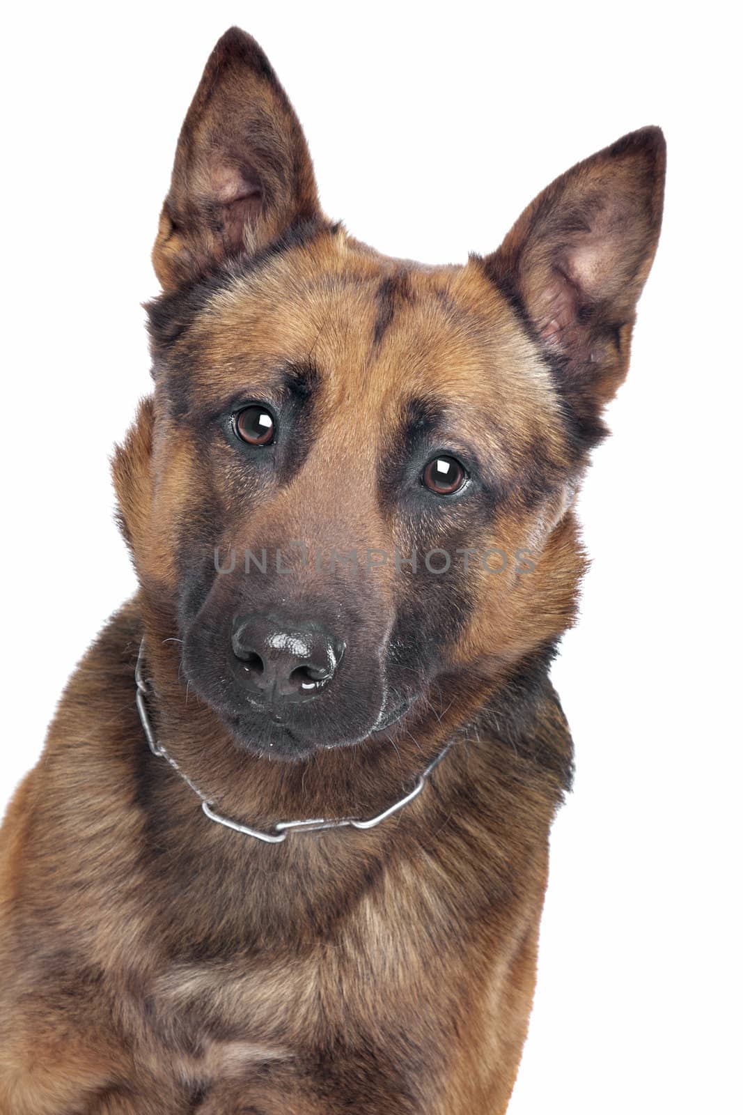 Belgian Shepherd in front of a white background
