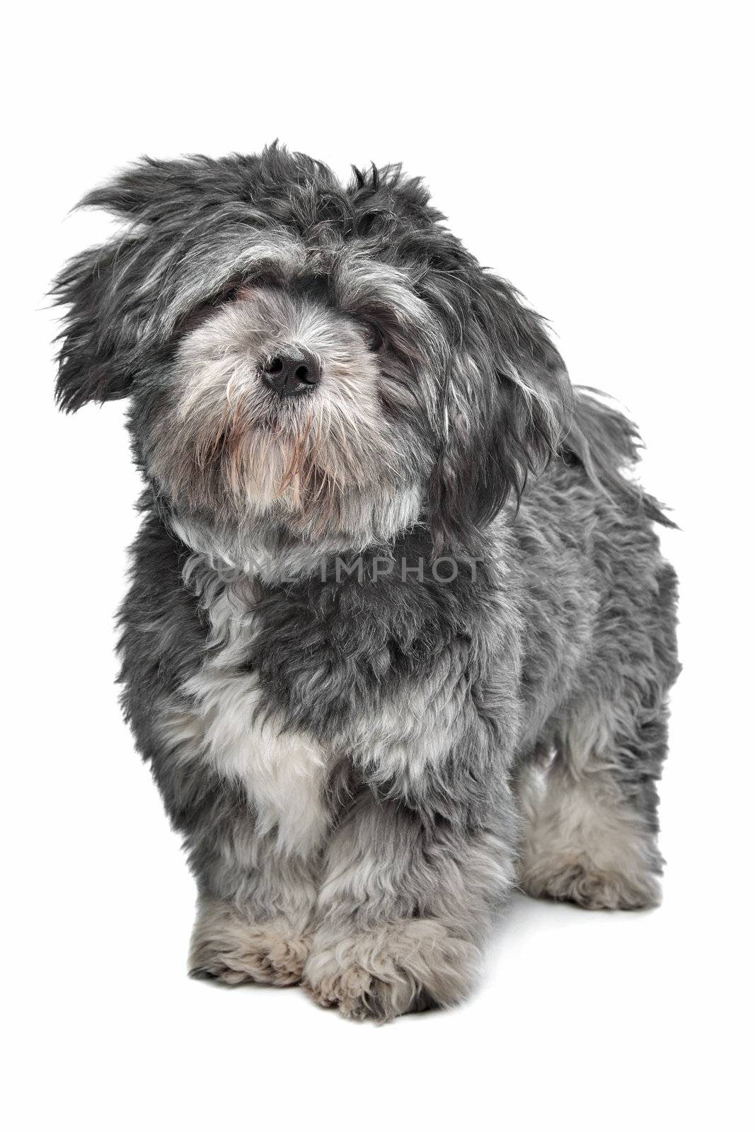 Lhasa Apso standing in front of a white background
