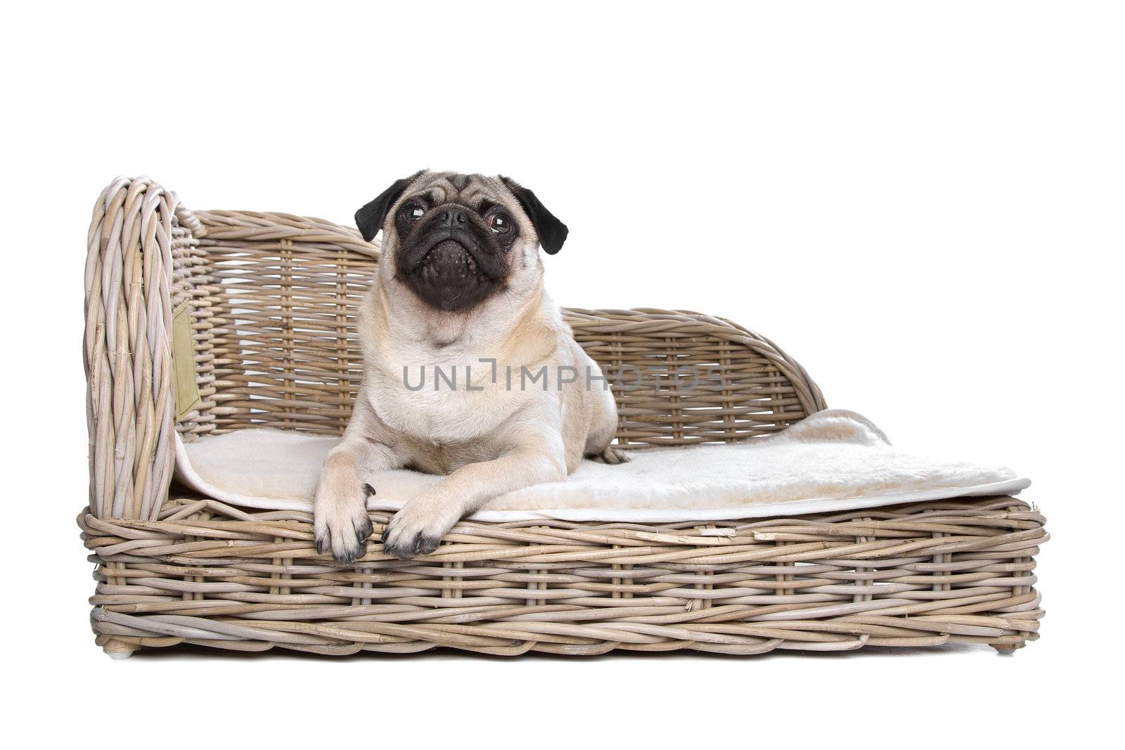 Pug on a luxury bed by eriklam
