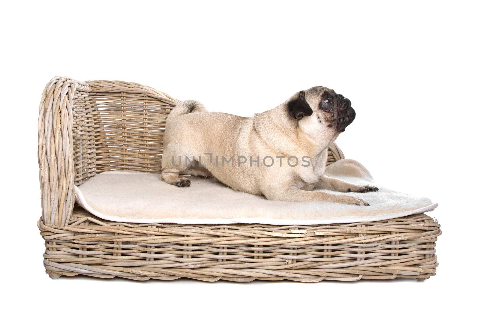 Pug on a luxury bed in front of a white background