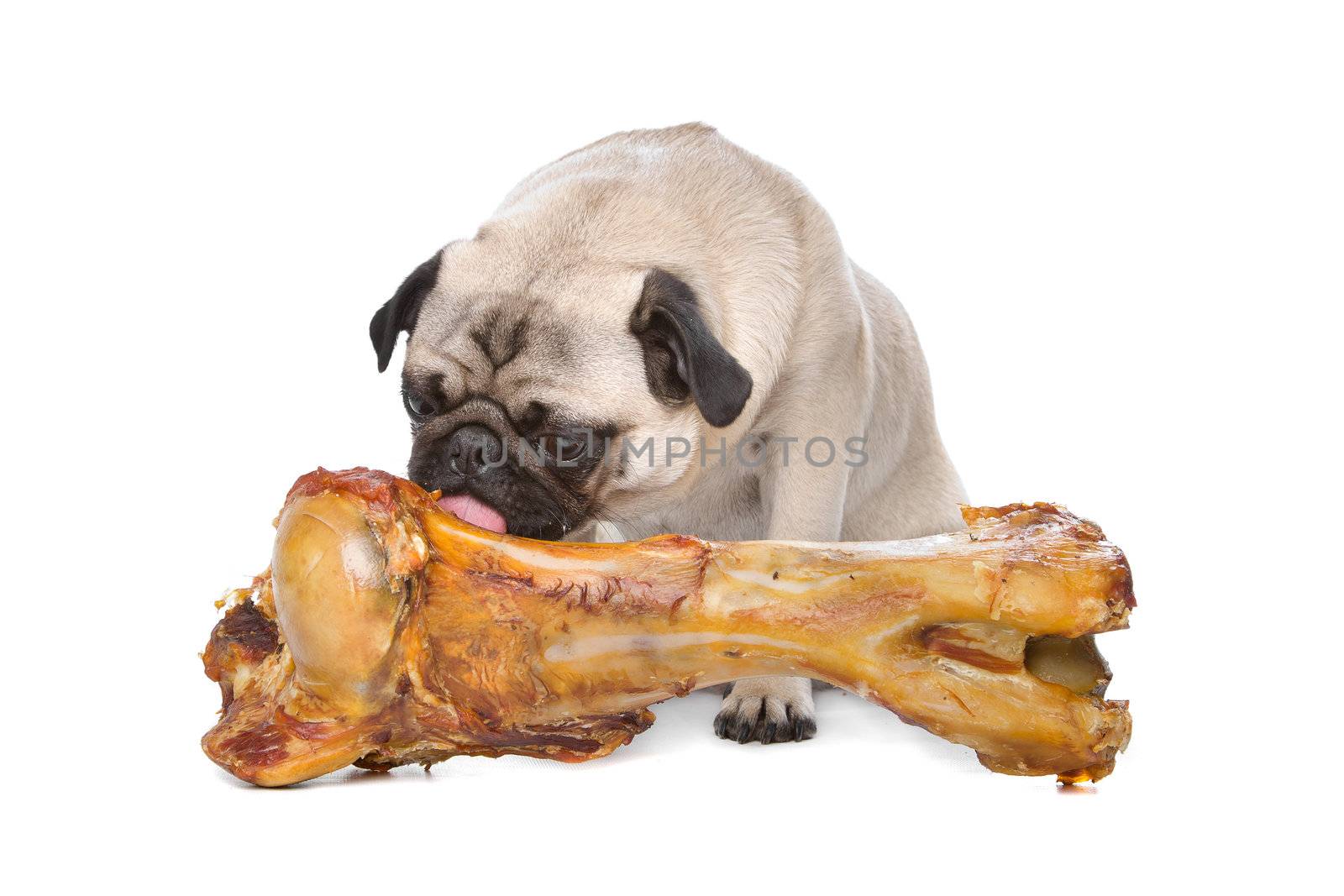 Pug with a huge bone in front of a white background