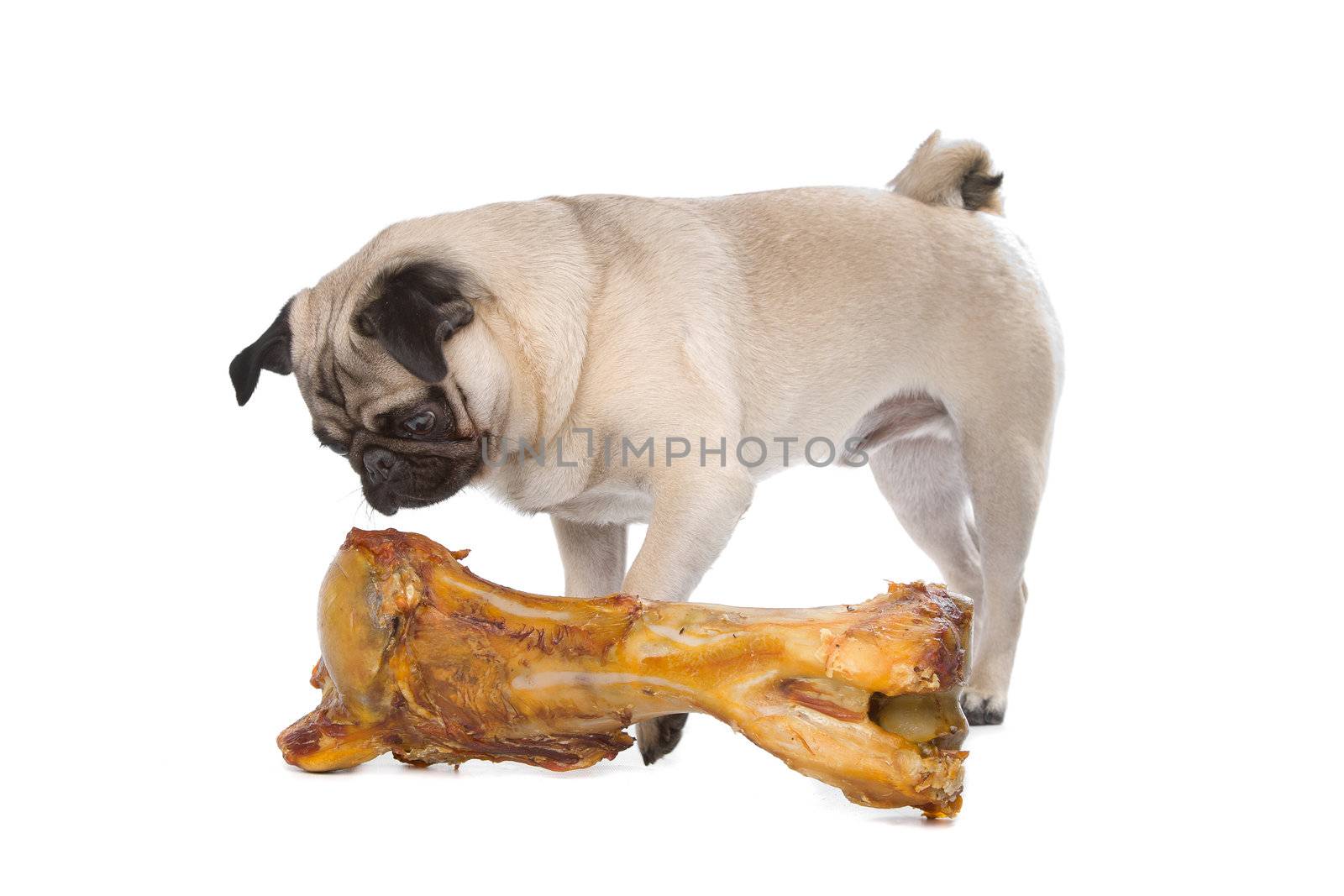 Pug with a huge bone by eriklam