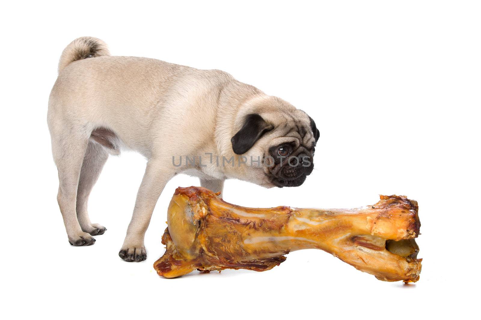 Pug with a huge bone by eriklam