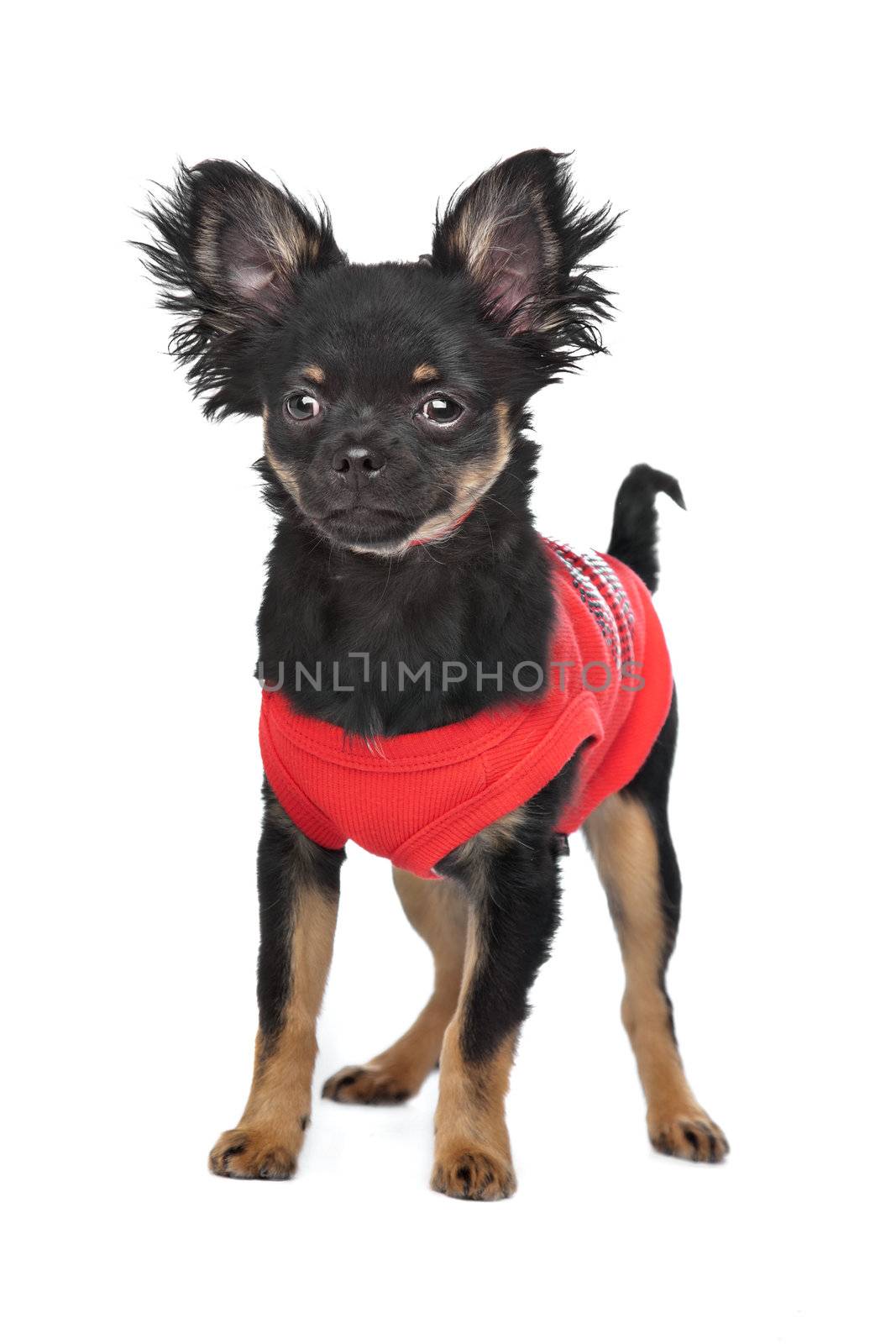 chihuahua with red shirt in front of a white background