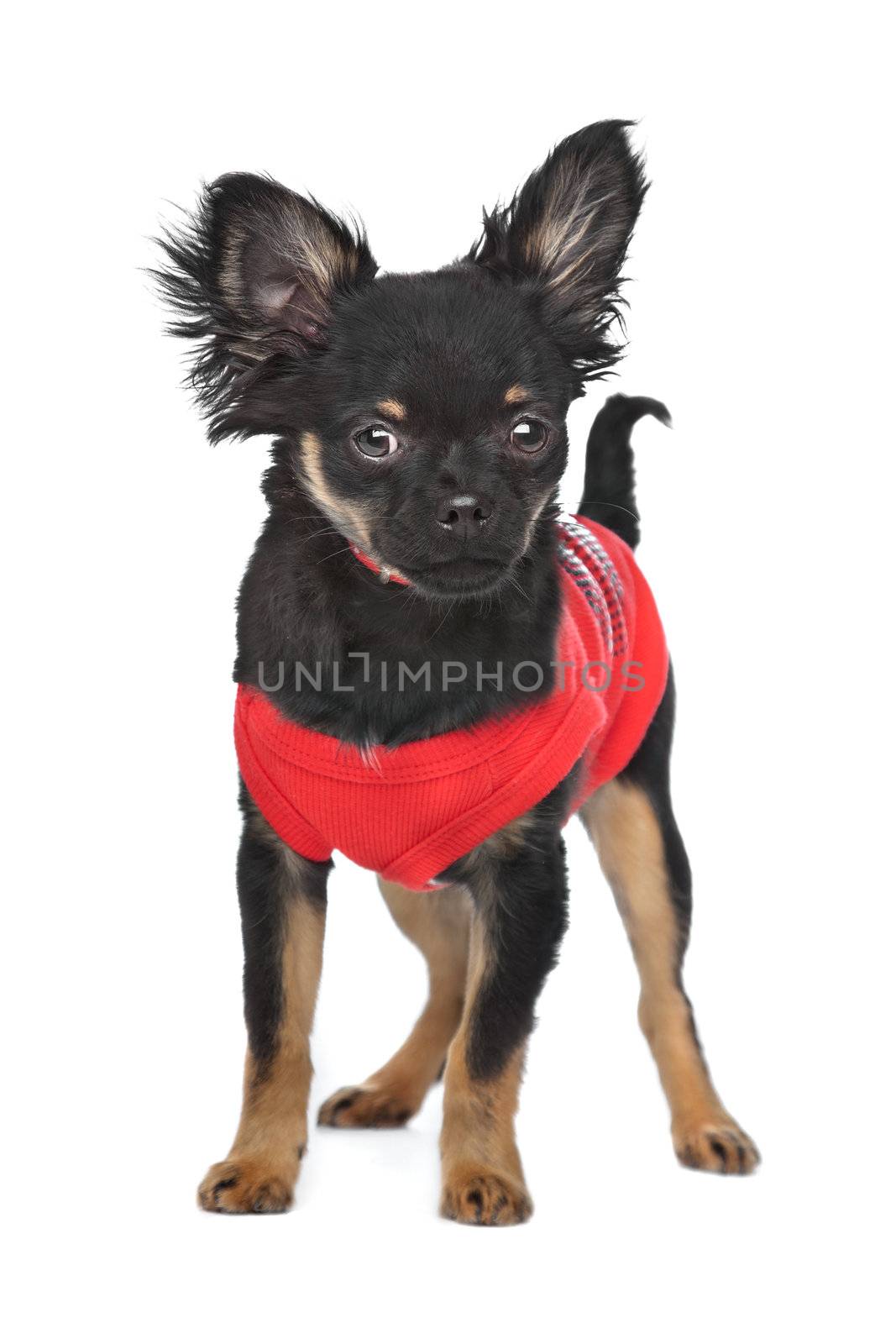 chihuahua with red shirt by eriklam