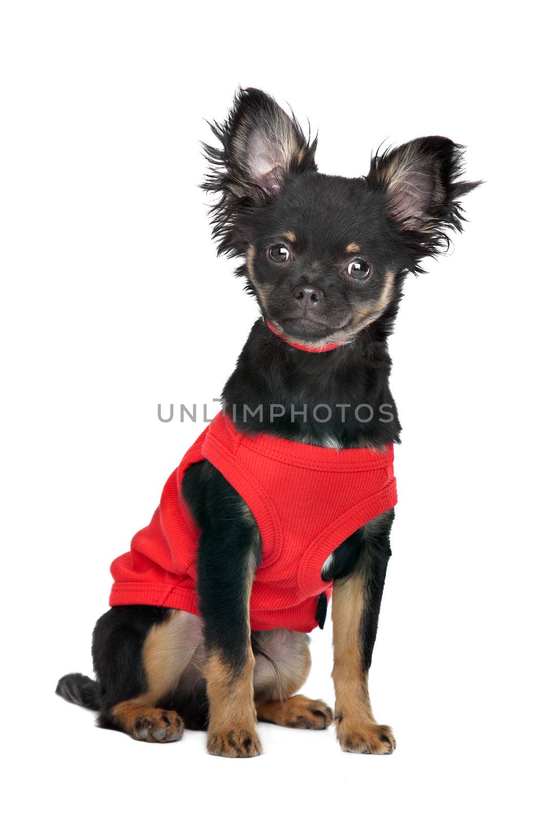 chihuahua with red shirt in front of a white background
