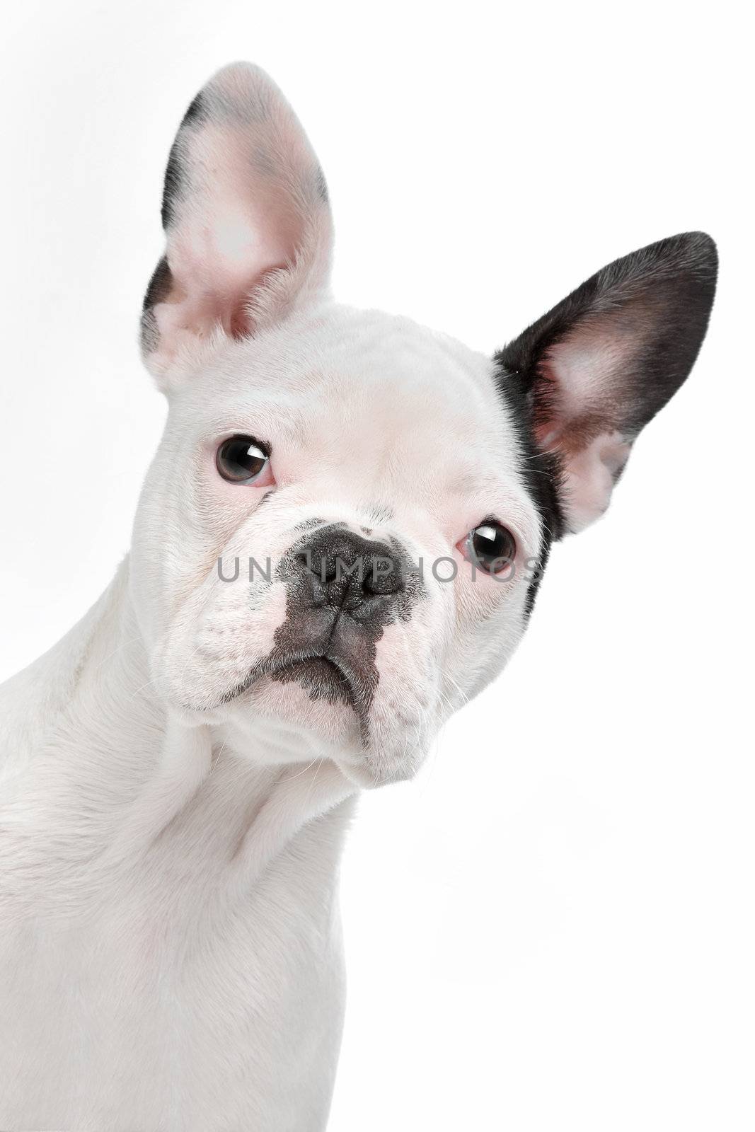 French Bulldog puppy in front of a white background