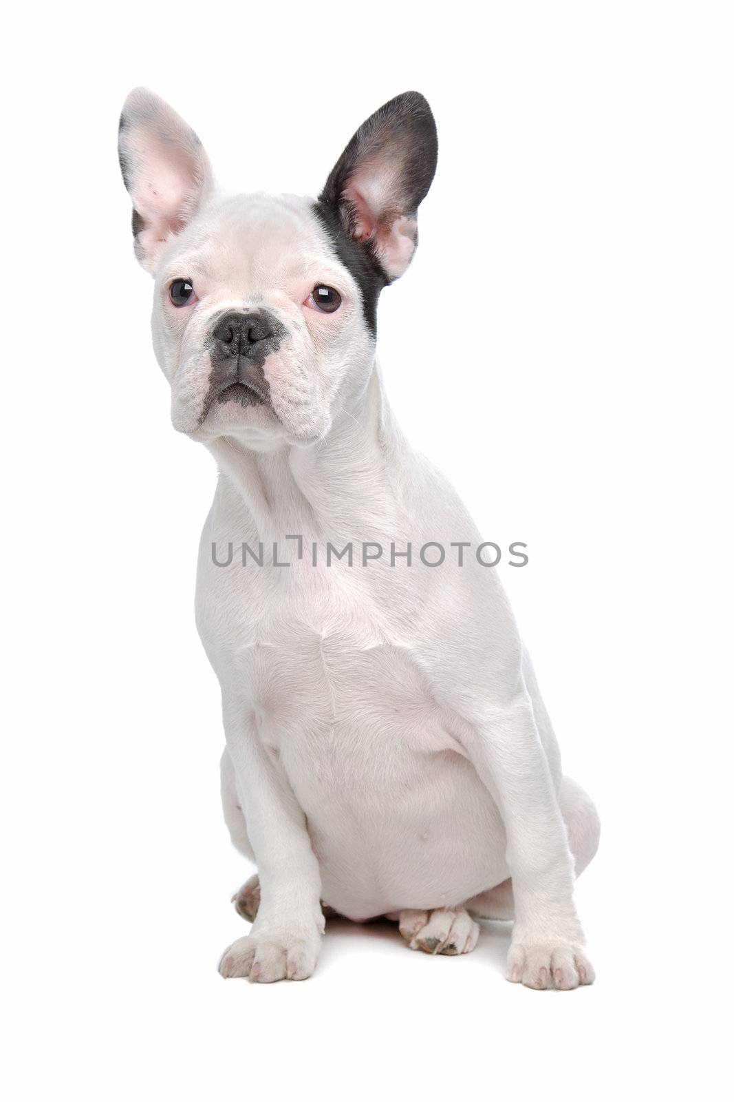 French Bulldog puppy in front of a white background